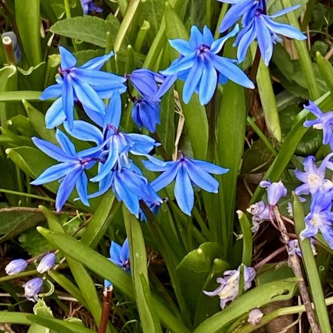 Small, deep blue to purple downward facing flowers