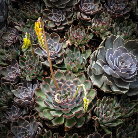 Succulent basal rosettes with emerging yellow flower