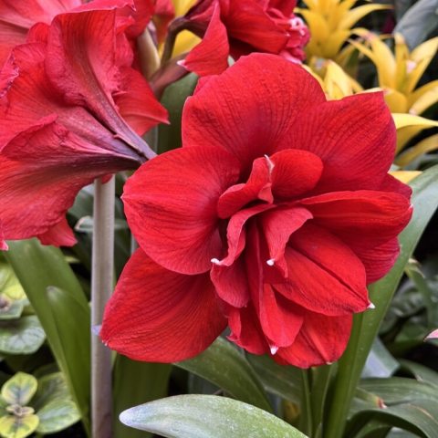 Flower with many red petals