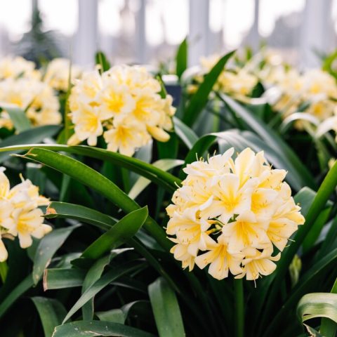 Yellow umbel flower inflorescences 