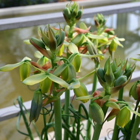 Many green downward-facing flowers 