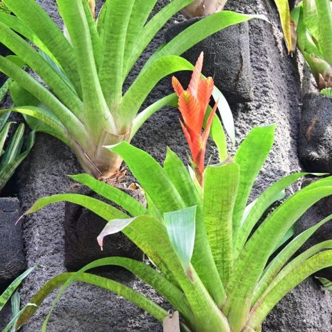 Green thick rosette of leaves with red flower