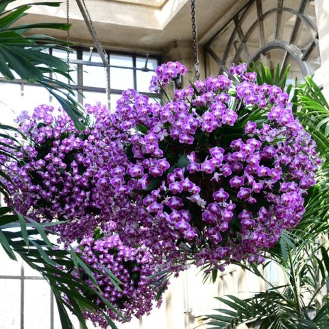 Large hanging baskets with purple orchid flowers