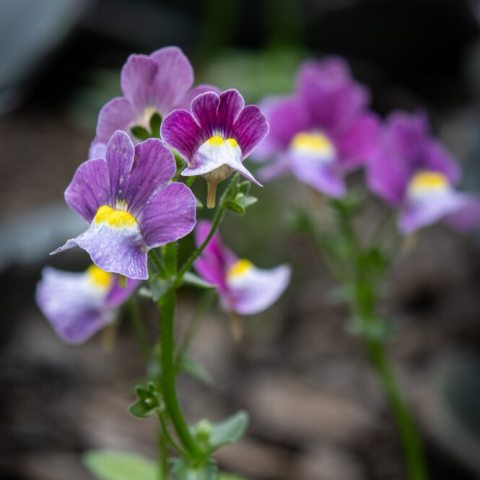 Small purple flowers with yellow centers