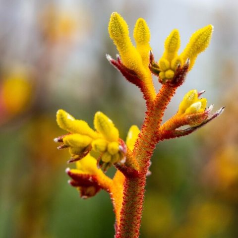 Orange stem with yellow fuzzy buds