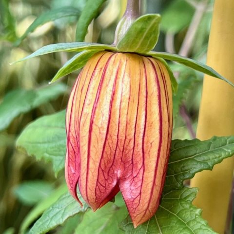 Hanging bell-shaped flower with orange petals and red venation 
