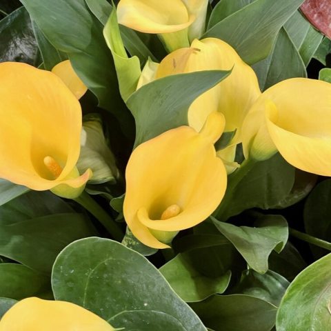Yellow spadix and spathe flower