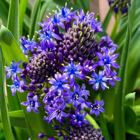 Inflorescence of blue and purple flowers against green foliage