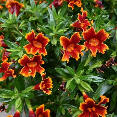 Red and orange flowers with green foliage