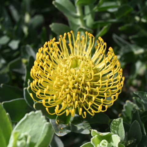 large yellow tubular flowers held in large thistle-like heads