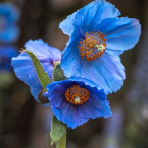 Single blue flower with orange stamens