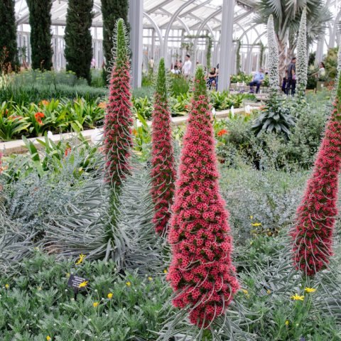 Very tall, and wide spikes made up of small red flowers and long thin tentacle like leaves 