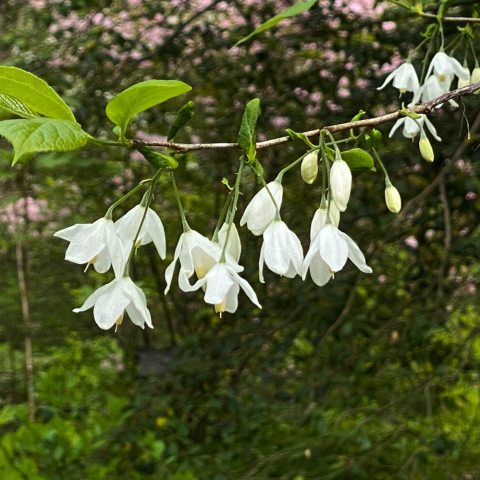 Masses of pendent, bell-shaped white flowers appear in spring before the leaves. 