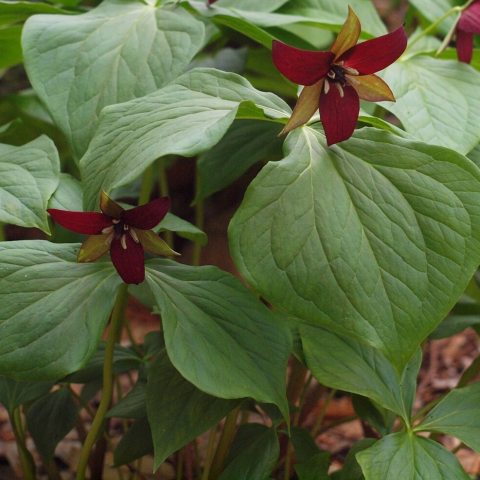 Six green and maroon alternating petals that come to points against large green foliage.