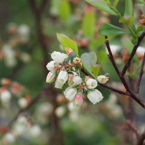 Tiny white tubular flowers growing in bunches along limbs.