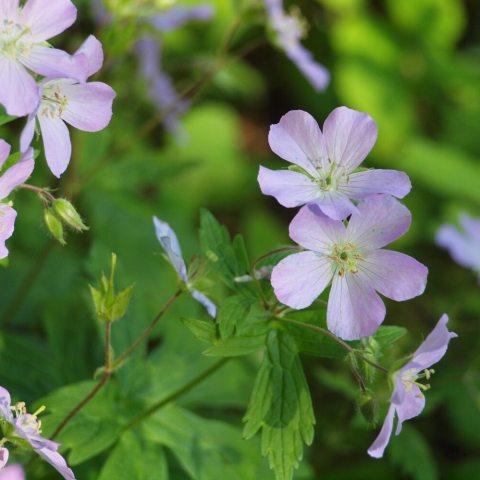 Pink to lilac, saucer-shaped, upward facing, 5-petaled flowers in spring, with deeply cut, palmate-shaped leaves. 
