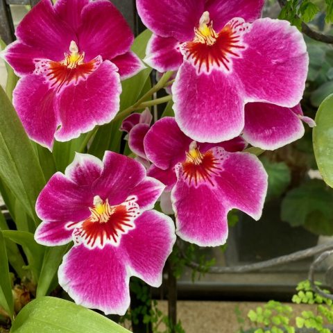 Magenta pink pansy-like orchid with yellow center 