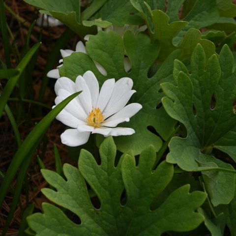 A native ephemeral with bright white flowers with deeply scalloped, blueish-green leaves.   