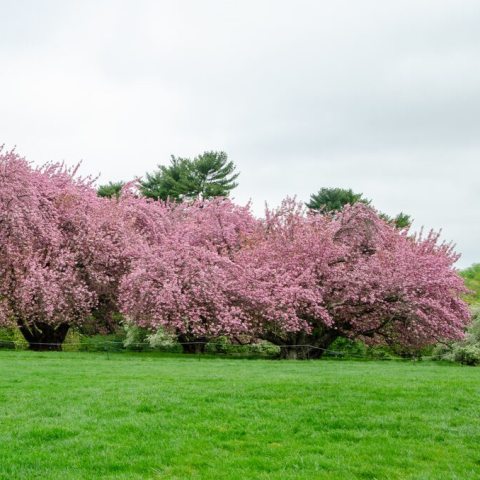  Profuse display of double, deep pink flowers in the spring. 