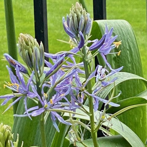 A perennial bulbous plant, with tall, straight stems and attractive, blue star-shaped flowers.