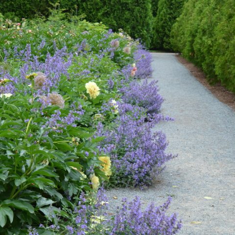 A hardy, aromatic perennial known for its soft, gray-green foliage and abundant spikes of small, tubular flowers, typically in shades of lavender-blue. red and orange bracts against green leaves.