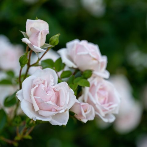 Semi-double to double, soft pink flowers that deepen in color towards the center.