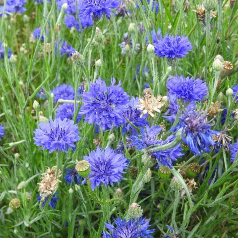 Small, button-shaped blue flower
