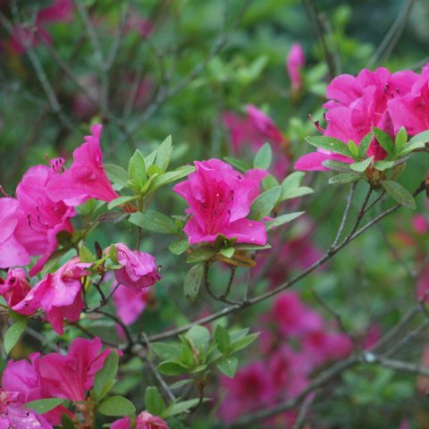 Striking semi-double bright deep-pink ruffled flowers that bloom later than most azaleas.. 