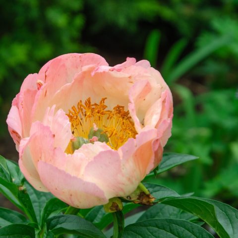 Vibrant semi-double coral-peach colored flowers that gradually fade to softer shades of apricot and cream as they age.