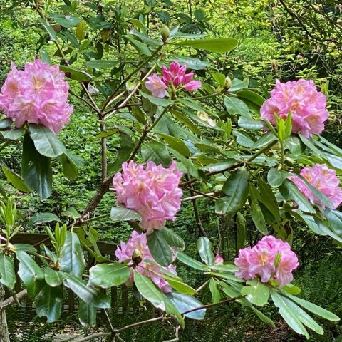 Clusters of 2 1/2" funnel-shaped flowers with wavy edges, in shades of purplish-pink with lighter tones towards the center of the flower.
