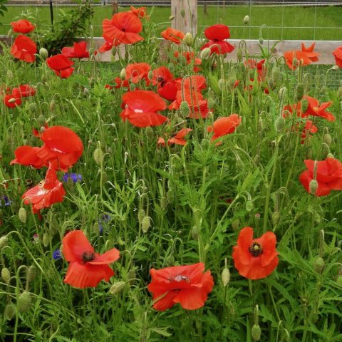 Red poppy flower with black center.