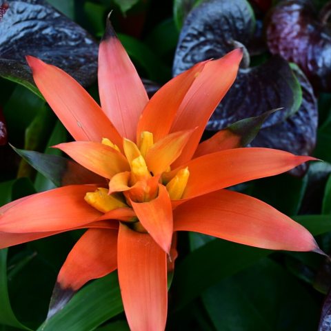 Bring red and orange bracts against green leaves.