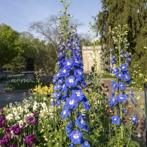 Bold spikes of blue flowers with violet overtones and white eyes rising above the foliage 