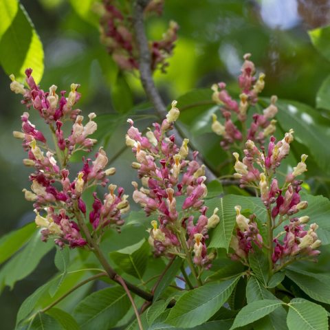 Showy, erect, 4-10” long panicles of red to orange-red, narrow-tubular flowers appear in spring.