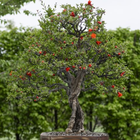 Clusters of bright reddish-orange funnel-shaped blooms, about two inches in diameter. 