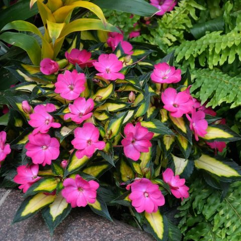 Variegated foliage with deep green and bright yellow shades, which is a striking contrast to its bold, scarlet flowers . 
