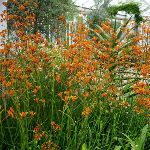 Unique tubular orange blossoms, with fuzzy velvet-like texture, on tall erect stems.  