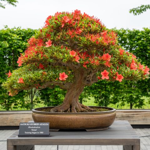 Compact , evergreen foliage, with narrow petaled, funnel-shaped red-orange flowers.  
