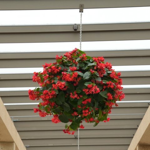 Lots of bright red flowers with yellow centers against bright green leaves