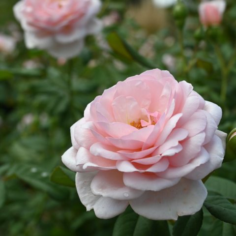 Light pink, rose flower with many petals