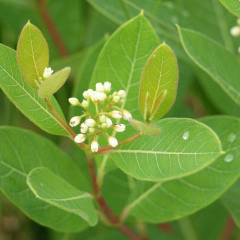 A member of the dogbane and milkweed family that features lance-shaped leathery leaves with clusters of whitish flowers that bloom in summer.
