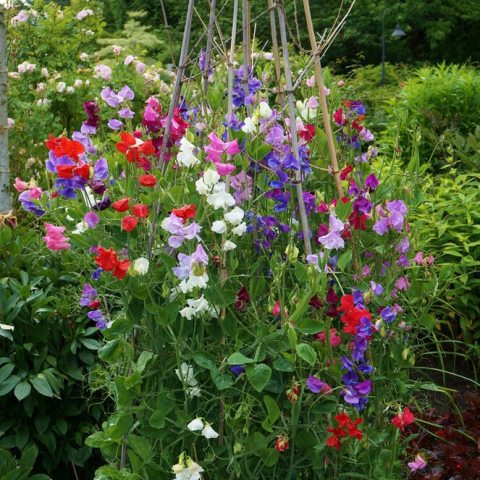 A climbing annual that features highly fragrant, ruffled heart-shaped leaves that come in a wide range of colors.