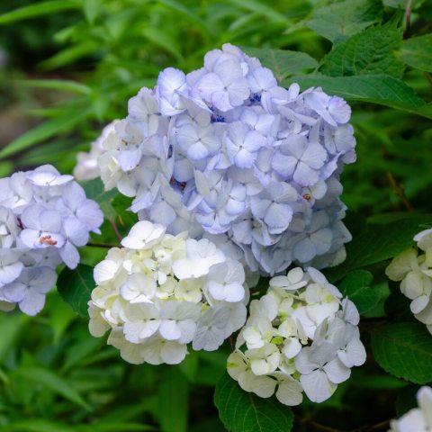 Small, rounded, mophead flowers are borne in a profusion of soft shades of pale-lavender, blue or pink. As the season progresses, the colors of the flowers intensify to rich rose, royal purple, and shades of burgundy. 
