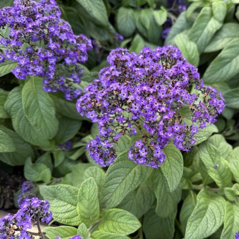 Clusters of rich purple flower heads, that attract pollinating bees, butterflies and hummingbirds all summer long.