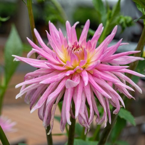 A cactus-type dahlia with 4-inch blooms that are a clear pink color, meaning the petals are long, slender, and pointed, with a tendency to curl or twist.
