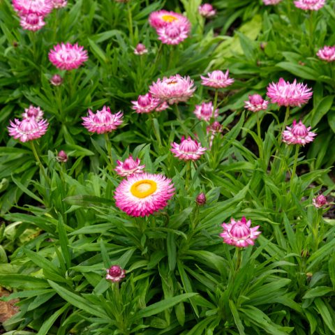 The daisy-like flowers have a yellow central disk that is surrounded by pink bracts. 