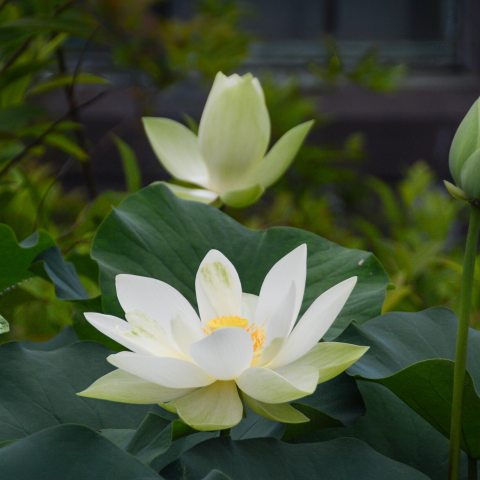 Closeup of a white lotus flower with yellow center amid large dark green roundish leaves