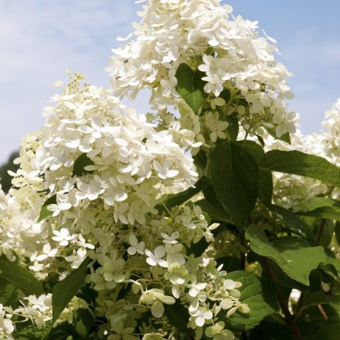 Large, cone-shaped flower clusters that transition from an elegant celadon lime green to creamy white, then pink, and finally burgundy as they mature.