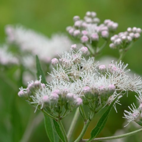 Native perennial with small, white, fragrant, and tubular flowers arranged in flat-topped clusters. 