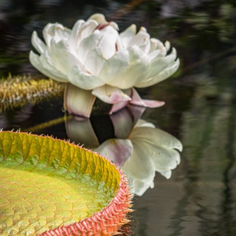 A giant, night-blooming waterlily that opens white with a sweet pineapple scent on the first night, then reopens pink on the second night.